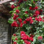 Ruža popínavá (Rosa rampicante) ´PAUL SCARLET´ - výška 10-20 cm, P11